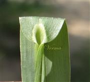  Mouth of leaf sheath - Ligule absent